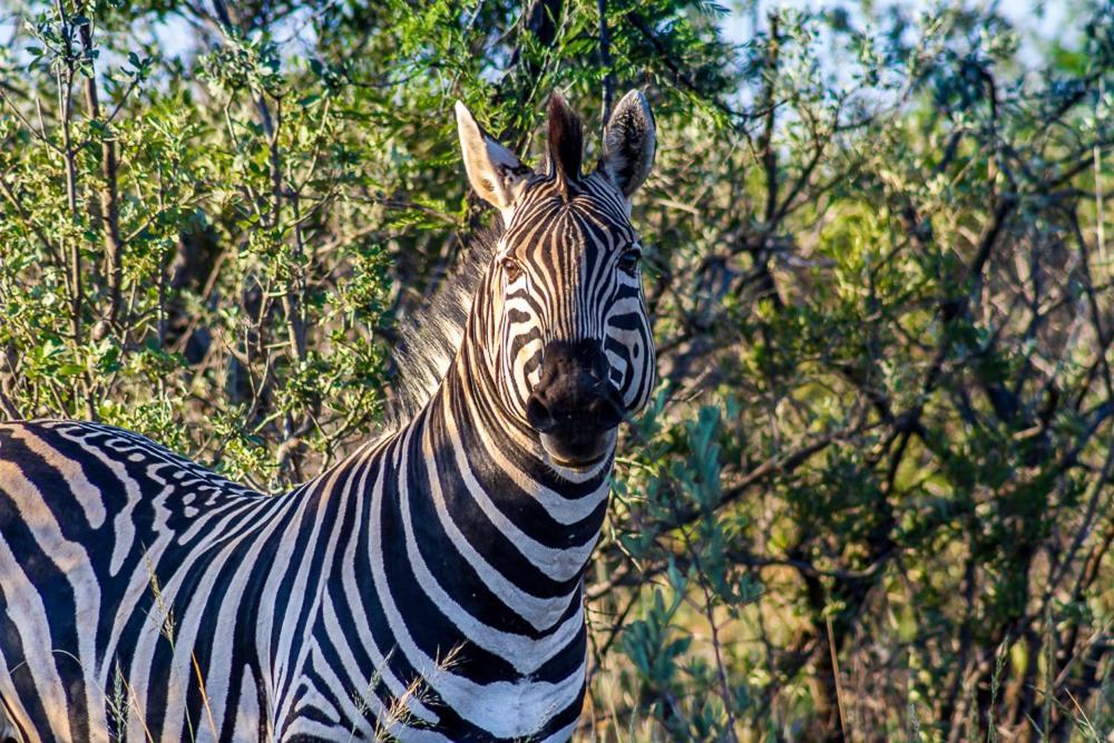Big Valley Game Lodge Lobatse Exterior foto